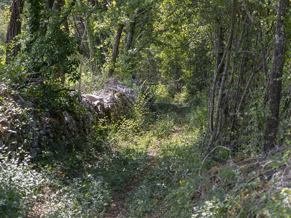 Waldweg mit Mauer